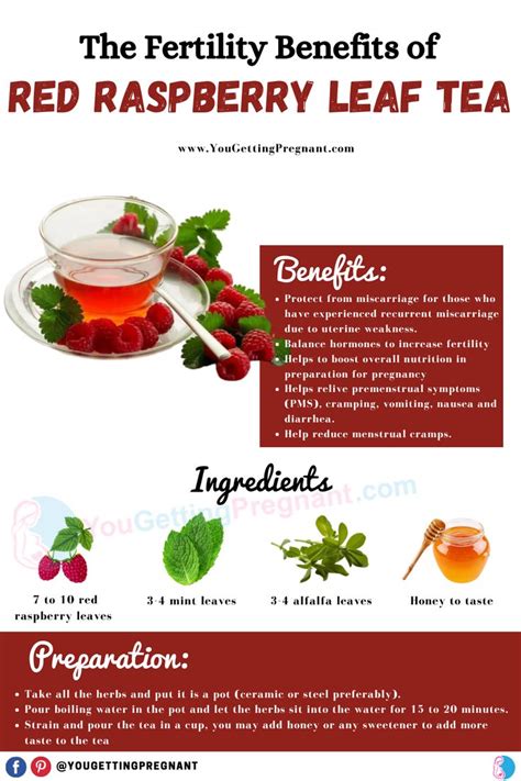 The Fertility Benefits of Red Raspberry Leaf Tea | Fertility tea, Raspberry leaf tea benefits ...