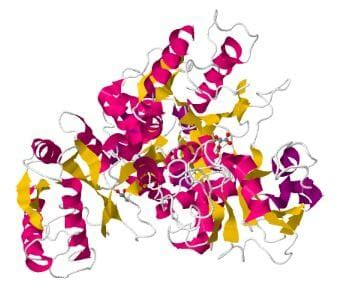 Transferrin - Definition, Function and Structure | Biology Dictionary