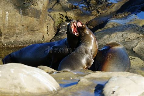 A Group of Sea Lions Interacting in Natural Habitat Stock Photo - Image ...