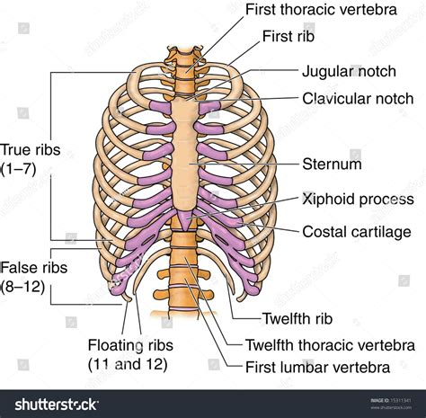 Rib Cage Anatomy Labeled Axial Skeleton Wikipedia 82810 | The Best Porn Website