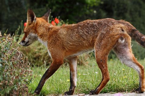 How to tell the difference between male and female foxes Eve - DaftSex HD