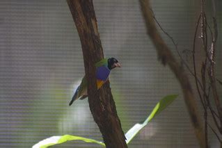 Gouldian Finch Territory Wildlife Park | Stephen Michael Barnett | Flickr