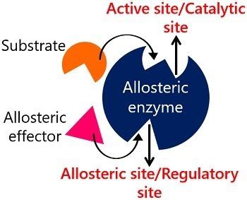 What is Allosteric Site? Definition, Features, Examples & Regulation ...