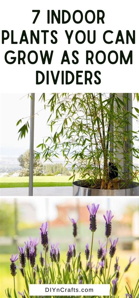 7 Indoor Plants That Will Make Gorgeous Room Dividers - DIY & Crafts