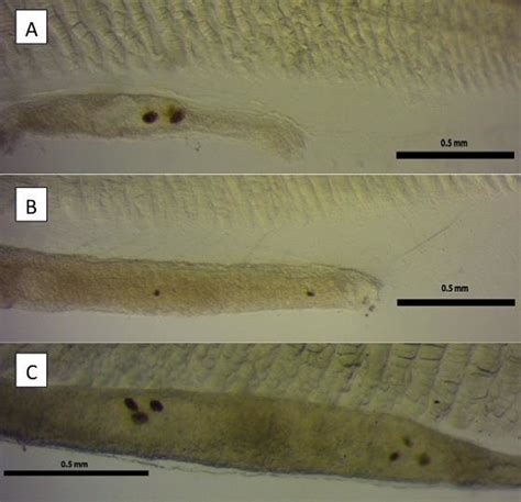 4: External morphology of leptocephalus larvae of the European eel... | Download Scientific Diagram