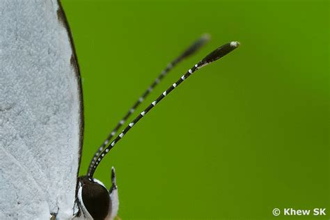 Butterflies of Singapore: The Butterfly Antennae