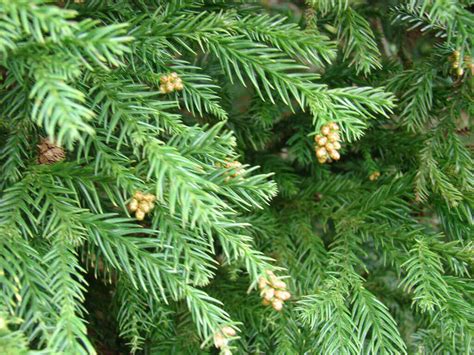 10 Evergreen Trees Every Gardener Should Know - Dreamley