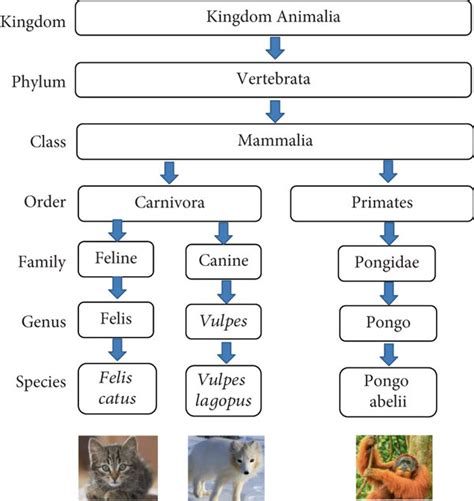 An example of a taxonomy of biology. | Download Scientific Diagram