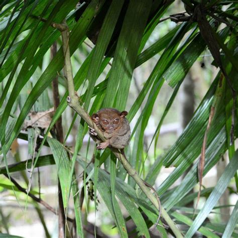 Tarsier Conservation Area (Bohol, Philippines) | Choose Your Adventure