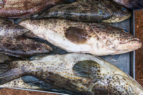 Snapper Vs Grouper (With Nutrient Values) - We Compare them