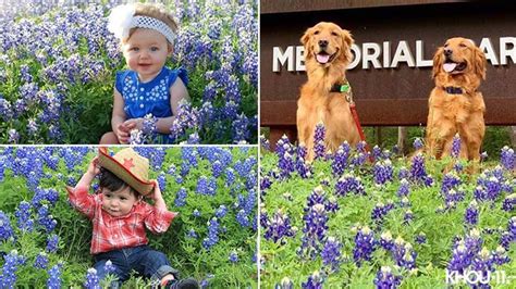 Texas wildflowers: Where to find best bluebonnets from Houston to the ...