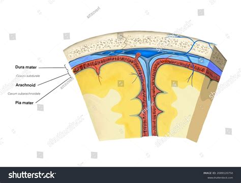 Brain Meninges Dura Mater Arachnoid Pia: ilustrações stock 2089120750 ...