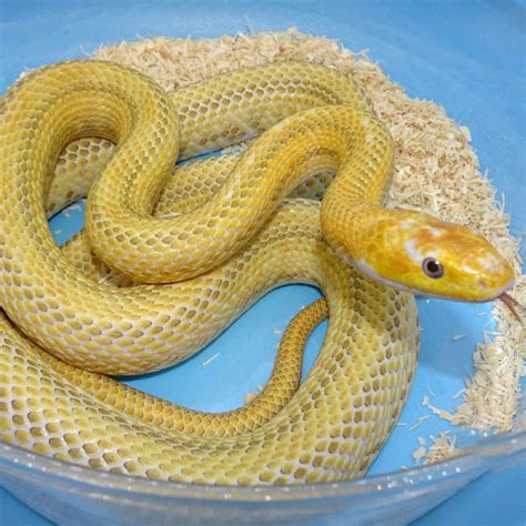 White Sided Yellow Rat Snake - adult