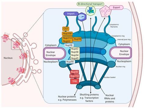 Nuclear Pore Complex | Encyclopedia MDPI