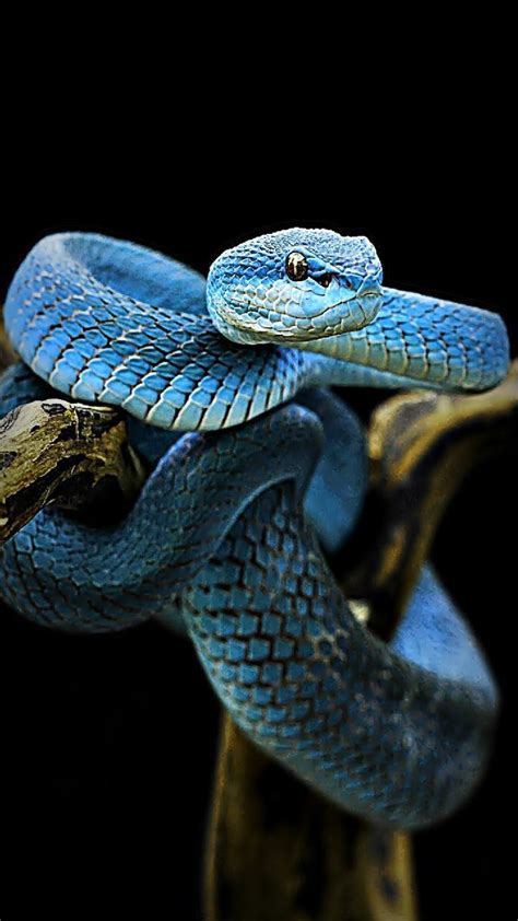 Blue Snake Wallpapers - Wallpaper Cave