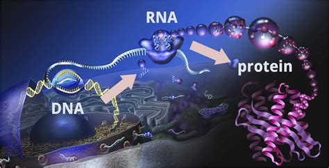 Understand Central Dogma of Molecular #Biology | #DNA to #RNA to #PROTEIN | Biology classroom ...