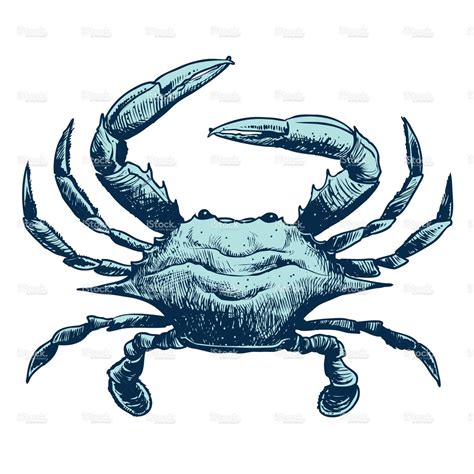 A simple sketch of a blue crab. | Crab tattoo, Blue crab, Nautical tattoo