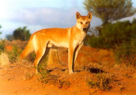 Dingo (Subspecies Canis lupus dingo) · iNaturalist.org