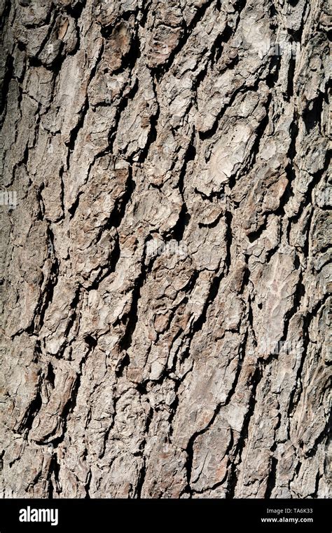 Chestnut tree bark hi-res stock photography and images - Alamy