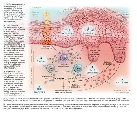 How do Biologics Work? - Canadian Psoriasis Network