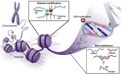 Epigenetic Mechanisms: Emerging Therapeutic Targets for Blood Disorders - Hematology.org