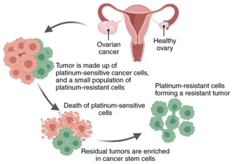 Molecular mechanisms of platinum‑based chemotherapy resistance in ...