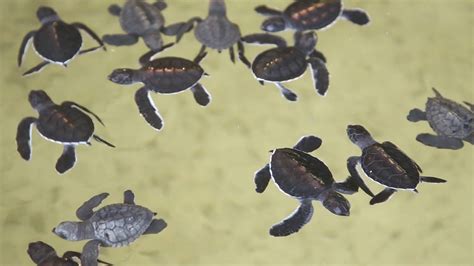 Baby Turtles Swimming In Pool At Turtle Stock Footage SBV-301447113 - Storyblocks