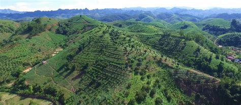 Agroforestry: The Perfect Blend of Farming and Forestry