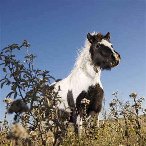 Falabella Miniature Horse Information and Pictures - PetGuide | PetGuide