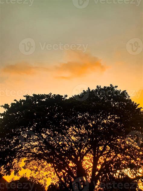 silhouette of tree at sunset 8881037 Stock Photo at Vecteezy