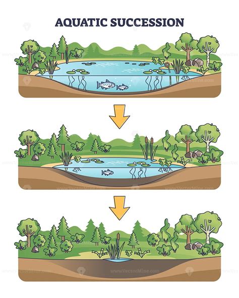 Aquatic succession and ecological pond drying process stages outline diagram - VectorMine