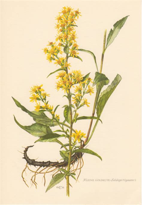 Goldenrod Flower Drawing at GetDrawings | Free download