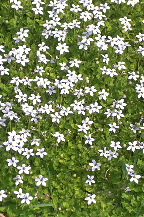 Drought Tolerant Shade Ground Cover Zone 9 - ground cover good