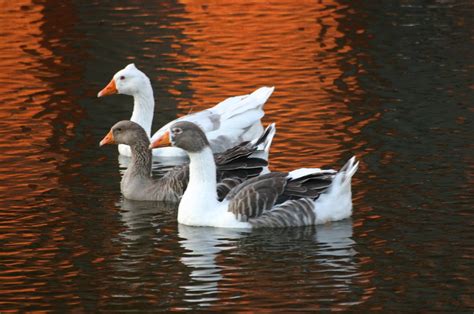 geese at sunset Free Photo Download | FreeImages