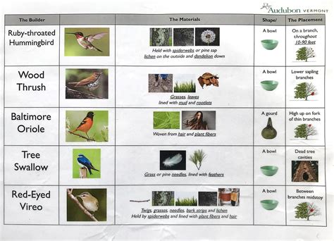 Build Your Own Bird Nest! | Audubon Vermont