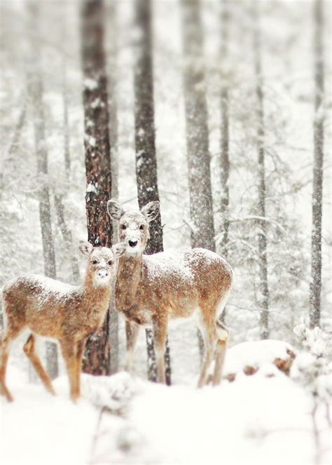 19 Magical Photos of Animals In Winter | Bored Panda