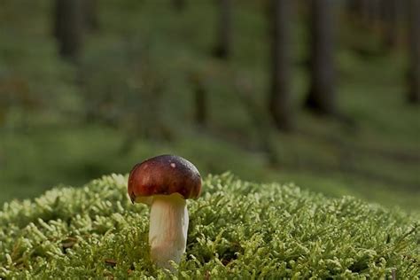 Disc Fungus Mushroom Moss Forest - Free photo on Pixabay - Pixabay