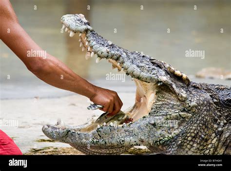 Samut Prakan Crocodile farm, Chonburi. bangkok Stock Photo - Alamy