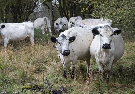 Herd of British White cattle returns to UK Blenheim Estate - British White Cattle Society Australia