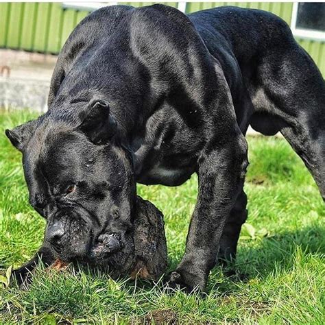 Pin on PETS | Corso dog, Bully breeds dogs, Big dog breeds