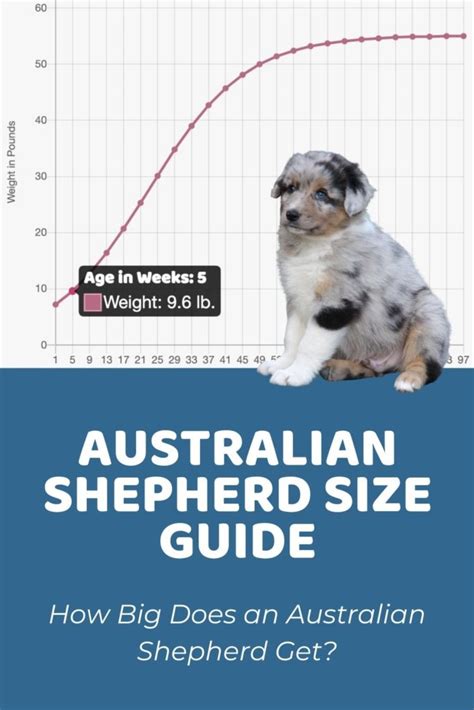 Miniature Aussie Size Chart