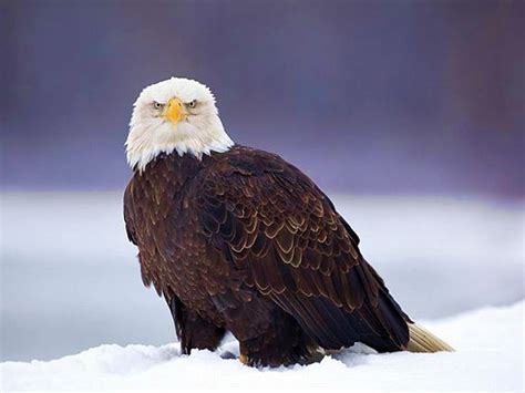 Eagle on Snow, beautiful, eagle, on snow HD wallpaper | Pxfuel