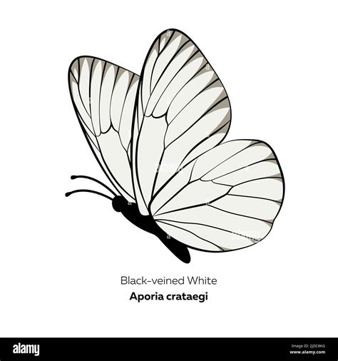 Black-veined white butterfly, Aporia crataegi, vector illustration ...