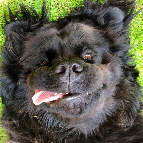 Harley my big beautiful Newfoundland! | Cute dogs, Newfoundland dog, Happy dogs