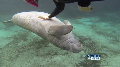 Manatees May Be Downlisted From ‘Endangered’ to ‘Threatened’