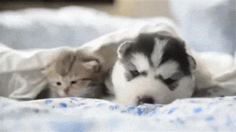 Dog And Cat Friends Gif