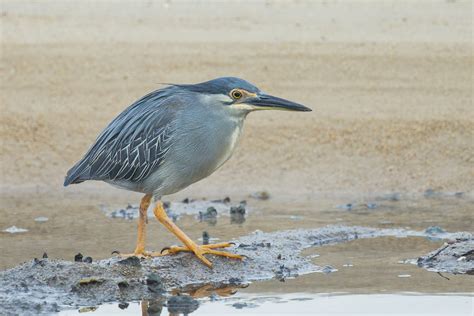 Striated Heron – Birds of Singapore