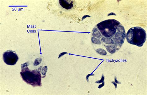 Toxoplasma gondii - Learn About Parasites - Western College of Veterinary Medicine - University ...