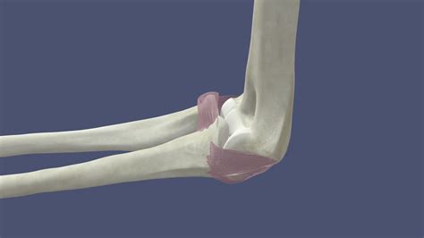 Elbow Joint: Bones + Ligaments - 3D model by aebeiriger [2ec88c6] - Sketchfab