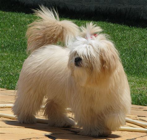 Show Dog - Lhasa Apso Image (4243770) - Fanpop